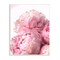 Stupell Industries Blush Pink Peonies Florals Wall Plaque Art